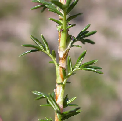 Margyricarpus pinnatus (Lam.) Kuntze