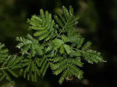 Vachellia caven (Molina) Seigler & Ebinger