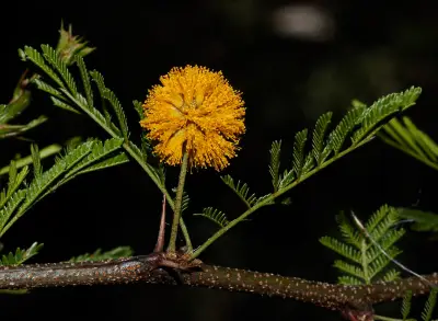 Vachellia caven (Molina) Seigler & Ebinger