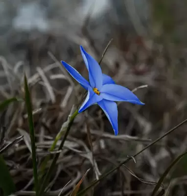 Ipheion uniflorum (Graham) Raf.