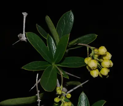 Berberis laurina Thunb.