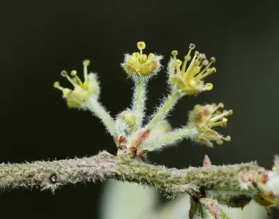 Xylosma schroederi Sleumer ex Herter