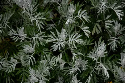 Senecio vira-vira Hieron.