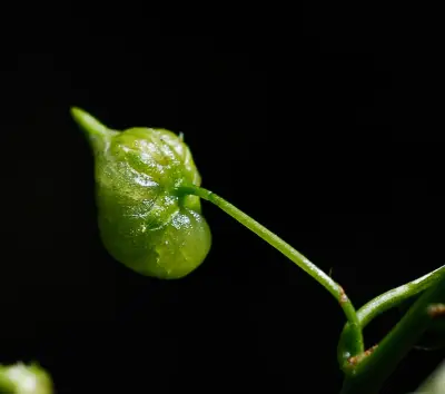 Anchietea pyrifolia (Mart.) G.Don