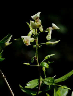 Anchietea pyrifolia (Mart.) G.Don