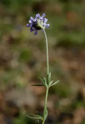 Glandularia thymoides (Cham.) N.O'Leary