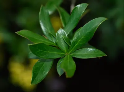 Berberis laurina Thunb.