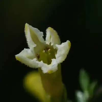 Sessea vestioides (Schltdl.) Hunz.