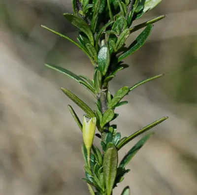 Sessea vestioides (Schltdl.) Hunz.