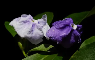 Brunfelsia australis Benth.