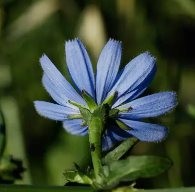 Cichorium intybus L.