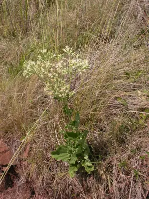 Mikania thapsoides DC.