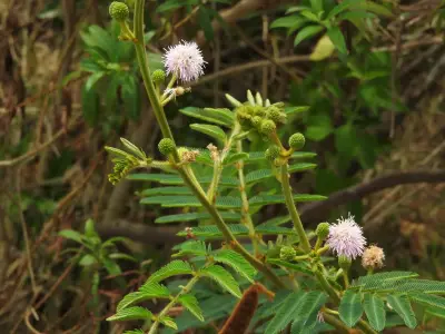 Mimosa pigra L.