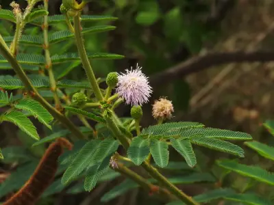 Mimosa pigra L.