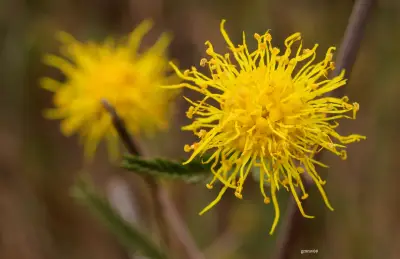 Mimosa berroi Burkart
