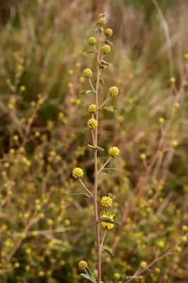 Mimosa berroi Burkart