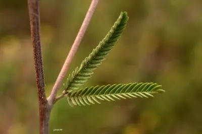 Mimosa berroi Burkart