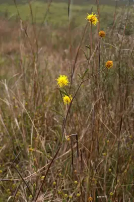 Mimosa berroi Burkart