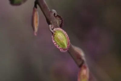 Monnina cuneata A.St.-Hil. & Moq.