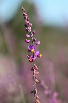 Monnina cuneata A.St.-Hil. & Moq.