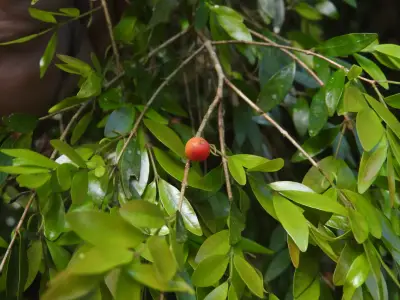 Myrciaria tenella (DC.) O.Berg