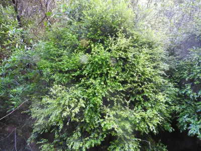 Myrciaria tenella (DC.) O.Berg
