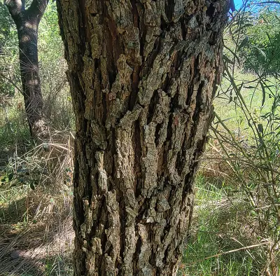 Neltuma nigra (Griseb.) C.E.Hughes & G.P.Lewis