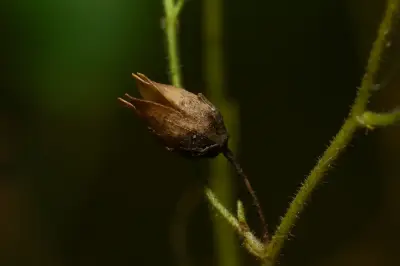Nicotiana bonariensis Lehm.