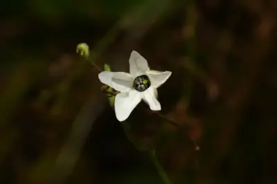 Nicotiana bonariensis Lehm.