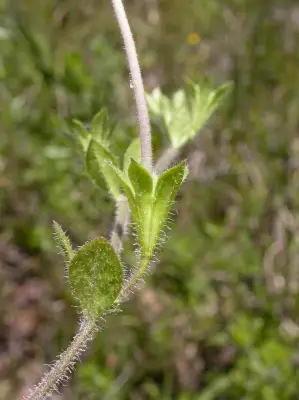 Nierembergia calycina Hook.