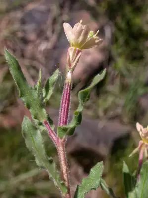 Oenothera indecora subsp. indecora