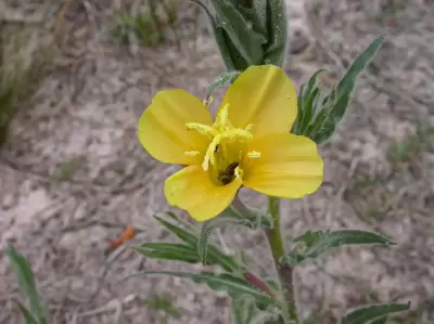 Oenothera mollissima L.