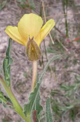 Oenothera mollissima L.
