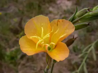Oenothera parodiana subsp. brasiliensis W.Dietr.