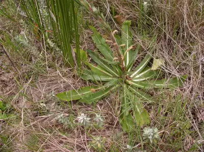 Oenothera parodiana subsp. brasiliensis W.Dietr.