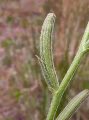 Oenothera parodiana subsp. brasiliensis W.Dietr.