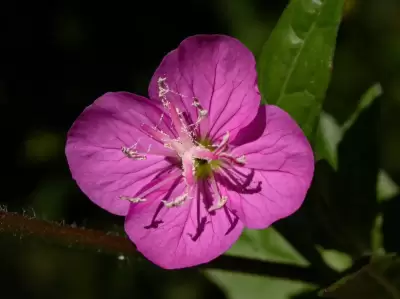 Oenothera rosea Aiton