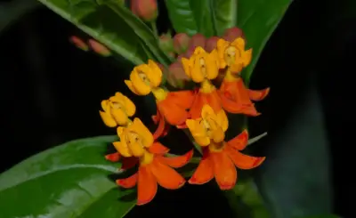 Asclepias curassavica L.