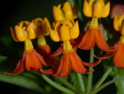 Asclepias curassavica L.