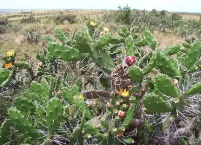 Opuntia elata Salm-Dyck