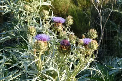 Cynara cardunculus L.