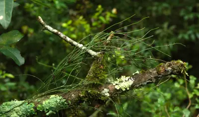 Orthosia tomentosa (E.Fourn.) Malme