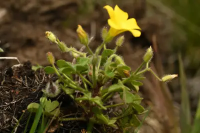 Oxalis refracta A.St.-Hil.