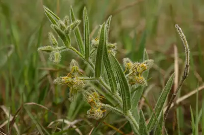 Oxypetalum aurantiacum Malme ex Chodat & Hassl.