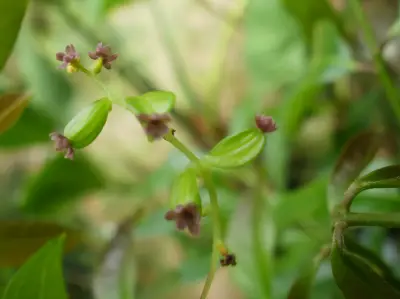 Dioscorea coronata Hauman