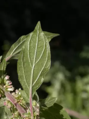 Parietaria judaica L.