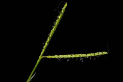 Paspalum distichum L.