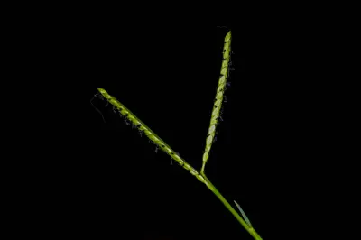Paspalum distichum L.