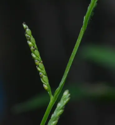 Paspalum inaequivalve Raddi