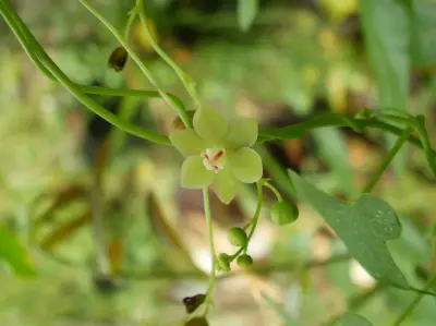 Dioscorea coronata Hauman